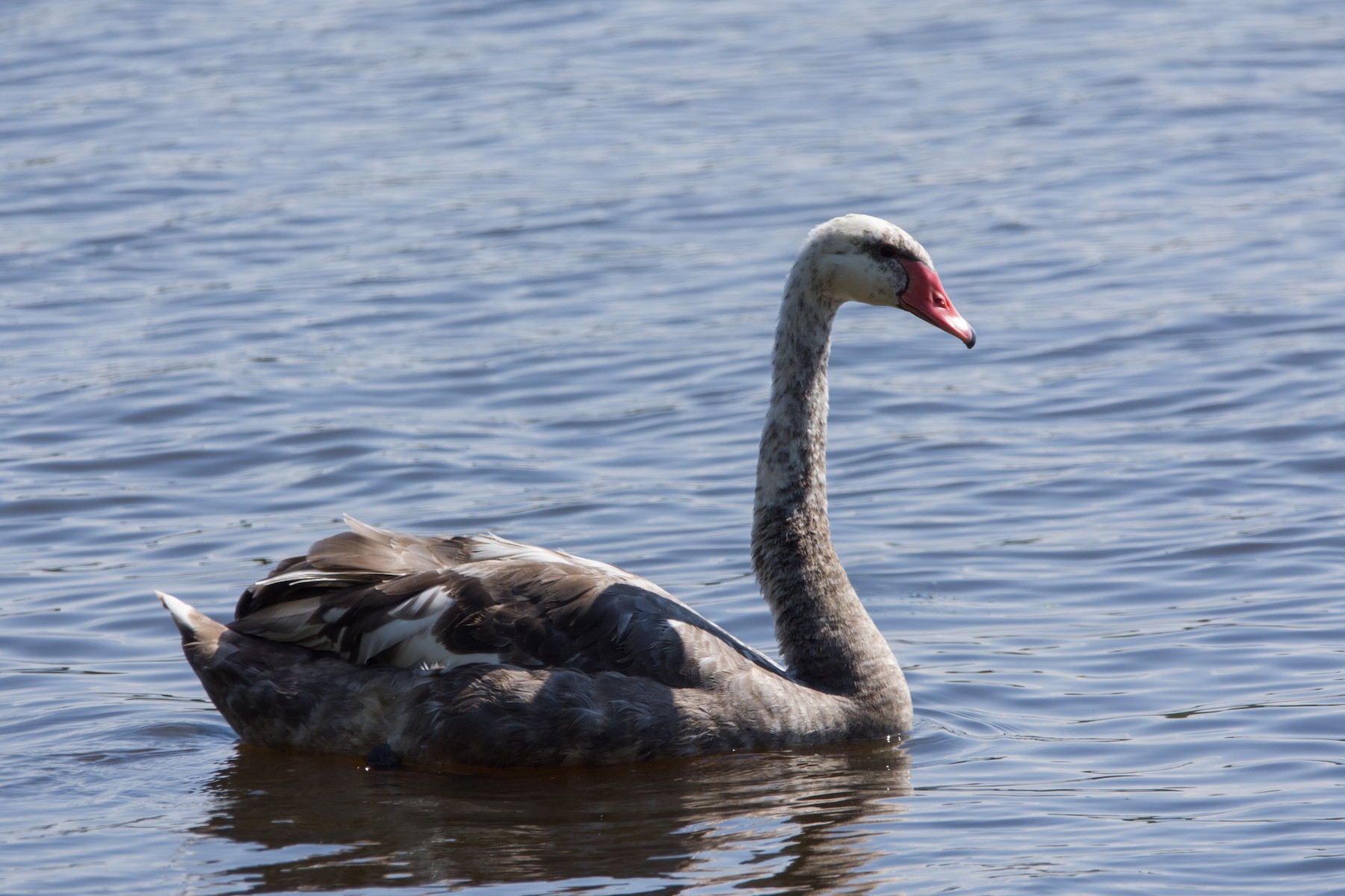 mute x black swan (hybrid) eBird
