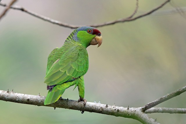 Possible confusion species: Lilac-crowned Parrot (<em class="SciName notranslate">Amazona finschi</em>). - Lilac-crowned Parrot - 