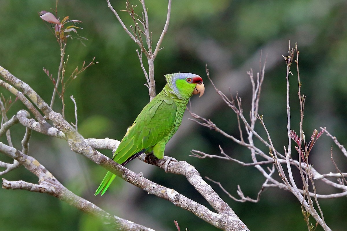 Lilac-crowned Parrot - ML46970231
