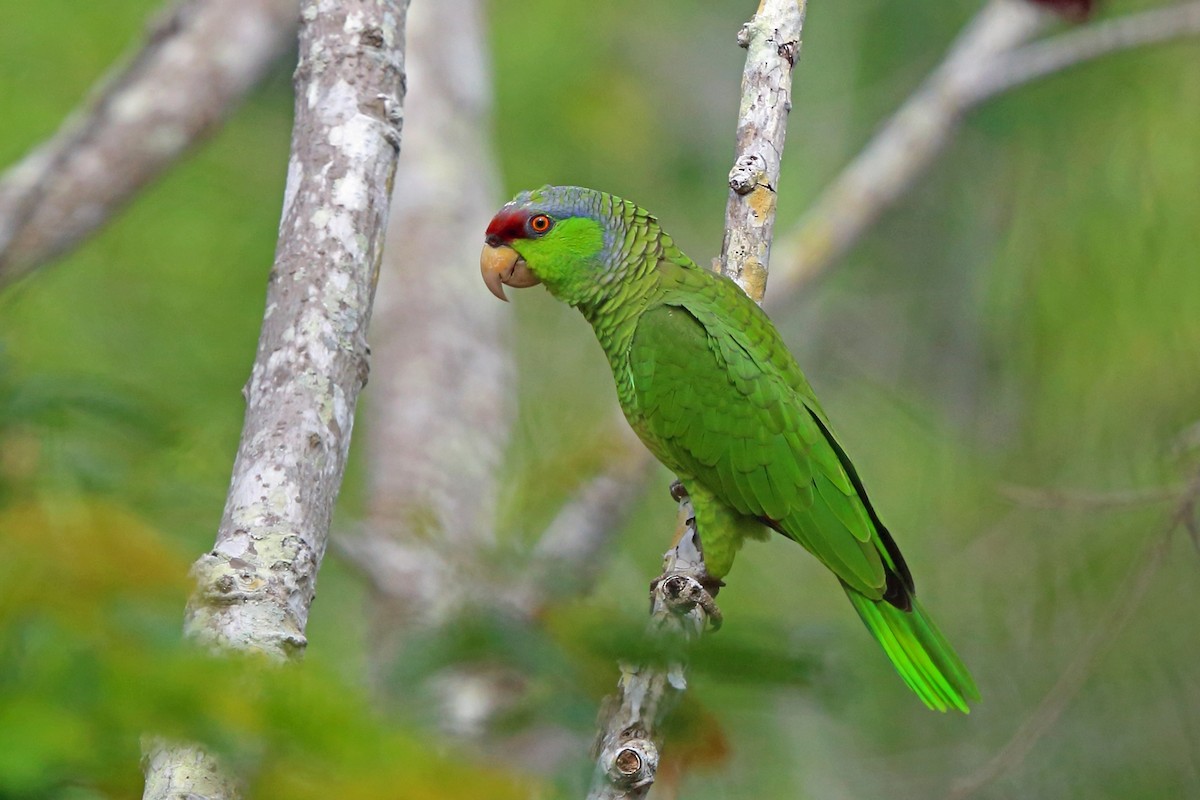 Lilac-crowned Parrot - ML46970241