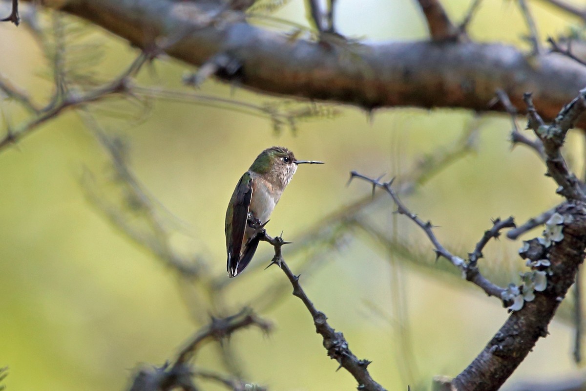 Calliope Hummingbird - ML46970611