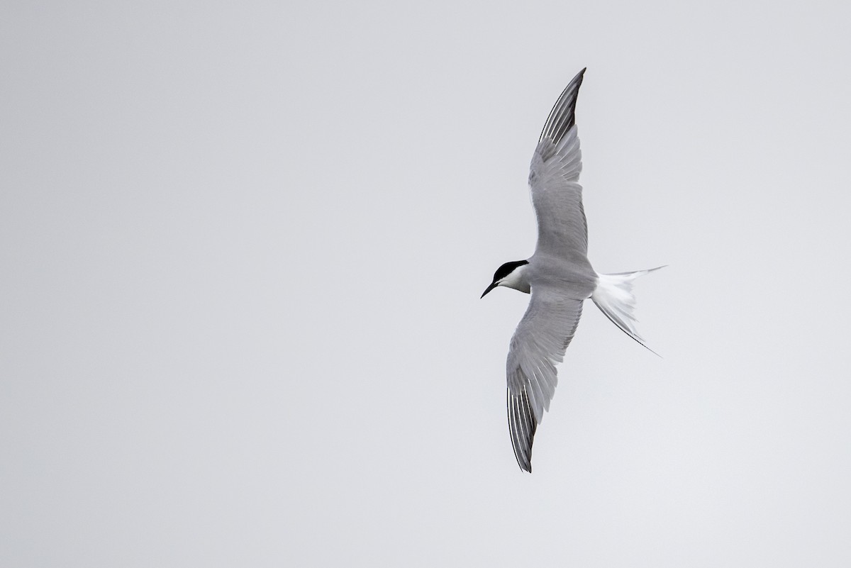 Common Tern (longipennis) - ML469706541