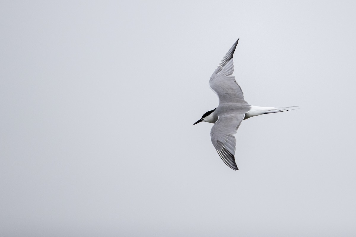 Common Tern (longipennis) - ML469706551