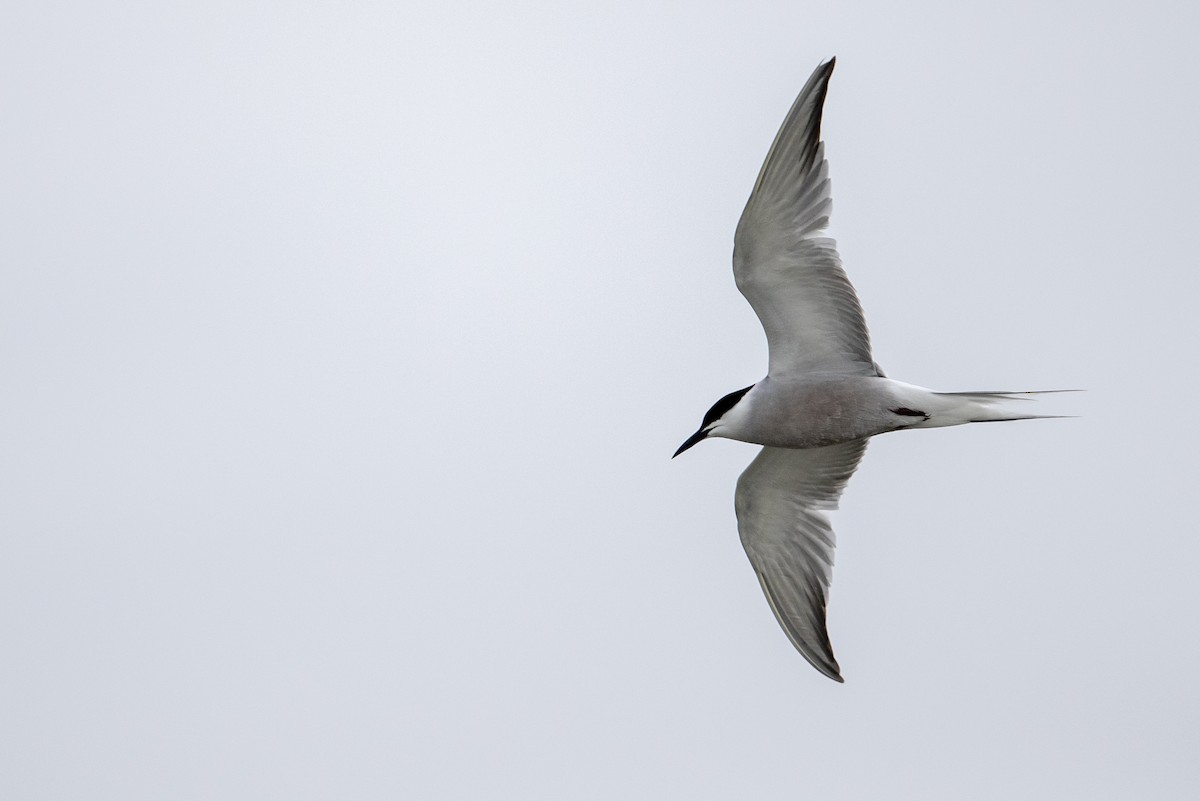 Common Tern (longipennis) - ML469706561