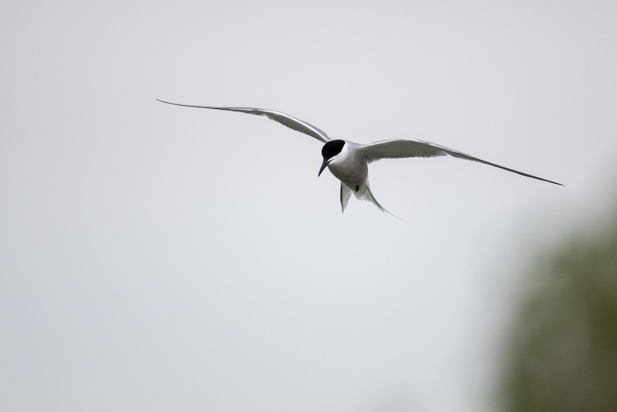 Common Tern (longipennis) - ML469706591