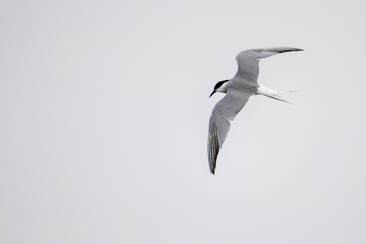Common Tern (longipennis) - ML469706601