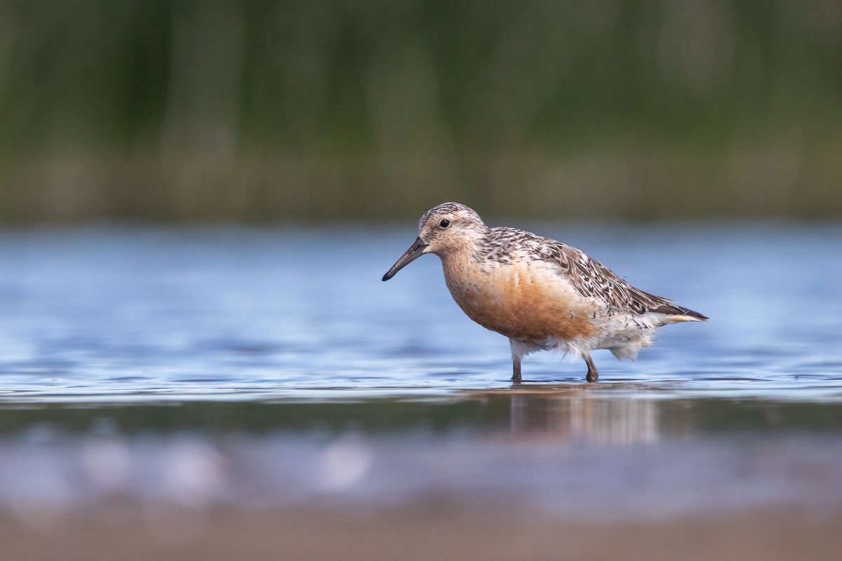 Red Knot - ML469713501