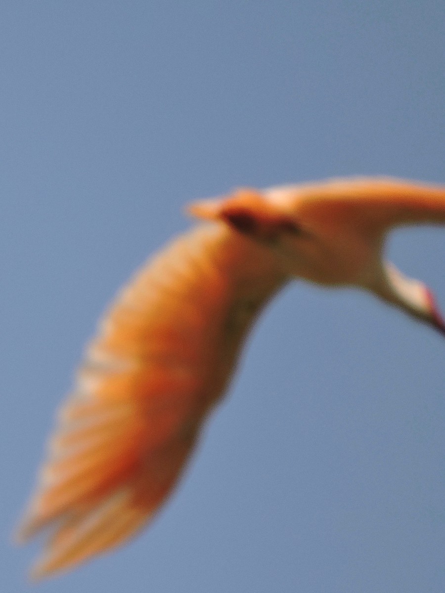 Crested Ibis - ML46971391