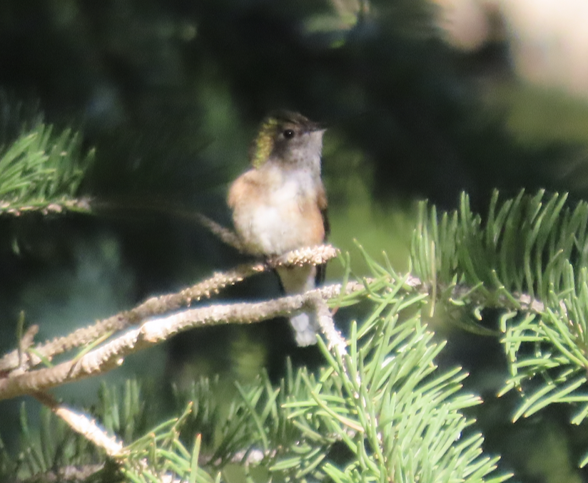 Broad-tailed Hummingbird - ML469717511