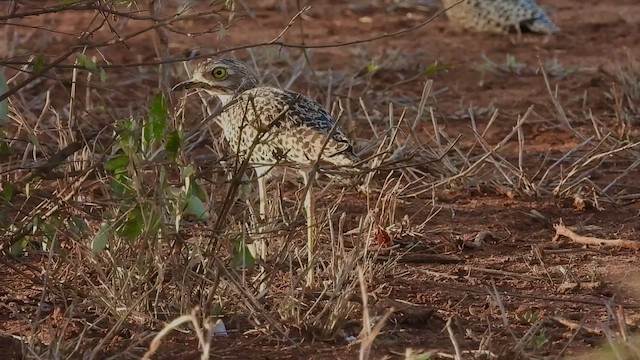 Spotted Thick-knee - ML469721281