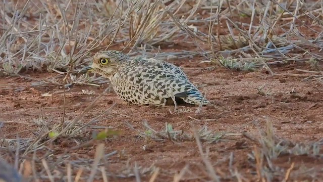 Spotted Thick-knee - ML469721291
