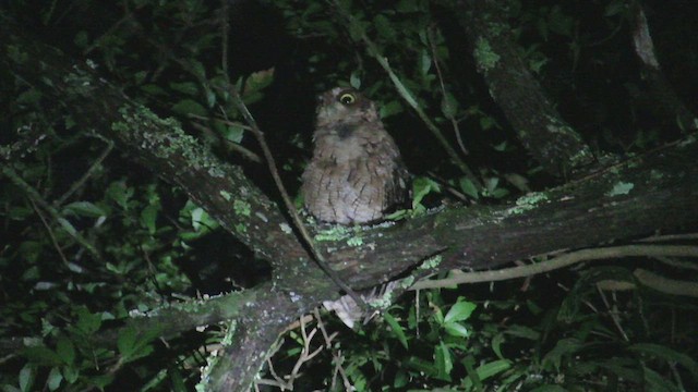 Long-tufted Screech-Owl - ML469721481