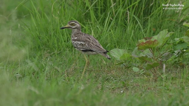 Indian Thick-knee - ML469722001