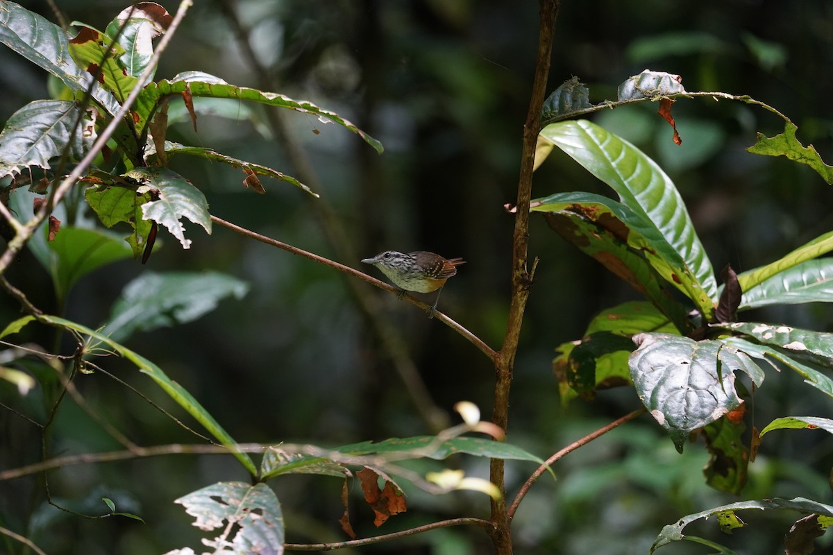 Guianan Warbling-Antbird - ML469733271