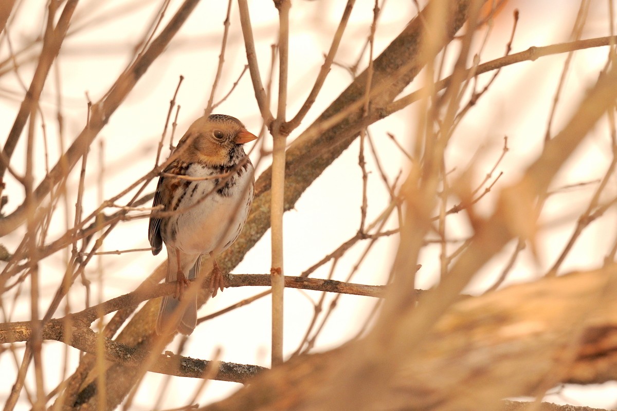 Harris's Sparrow - ML469739051