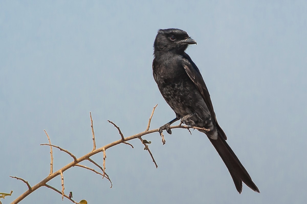 Fork-tailed Drongo - ML469740731
