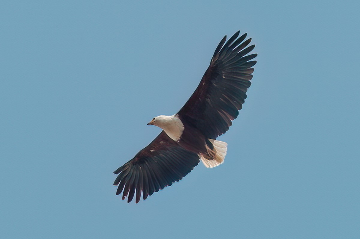 African Fish-Eagle - ML469741951