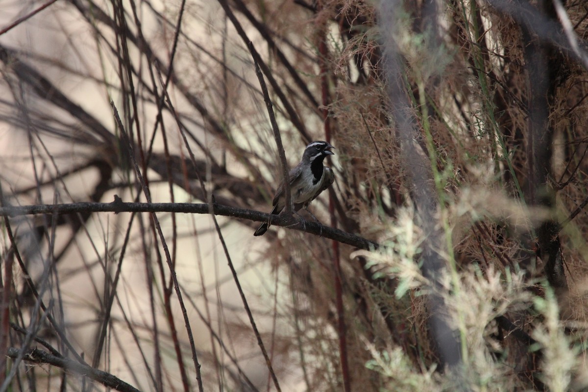 Black-throated Sparrow - ML469745001
