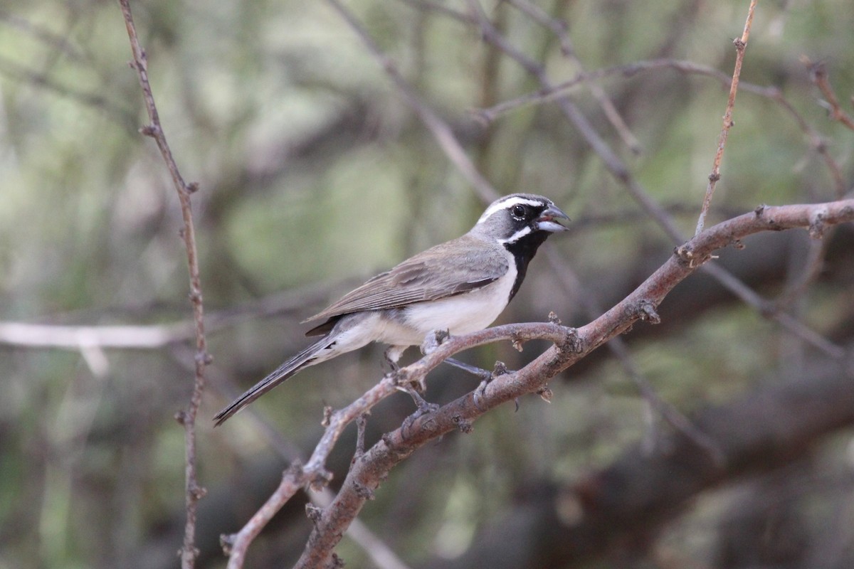 Black-throated Sparrow - Ryan Dick