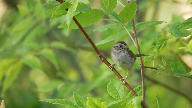 Swamp Sparrow - ML469746731