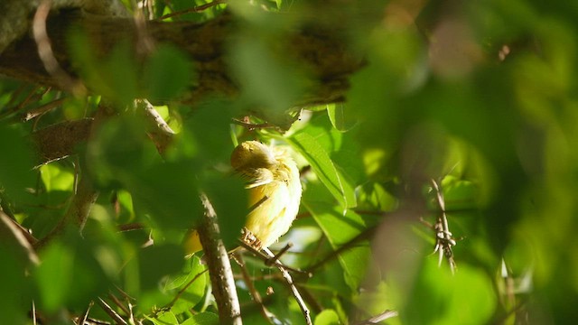Yellow Warbler - ML469747041