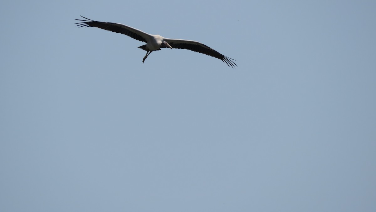 Wood Stork - Rick Robinson