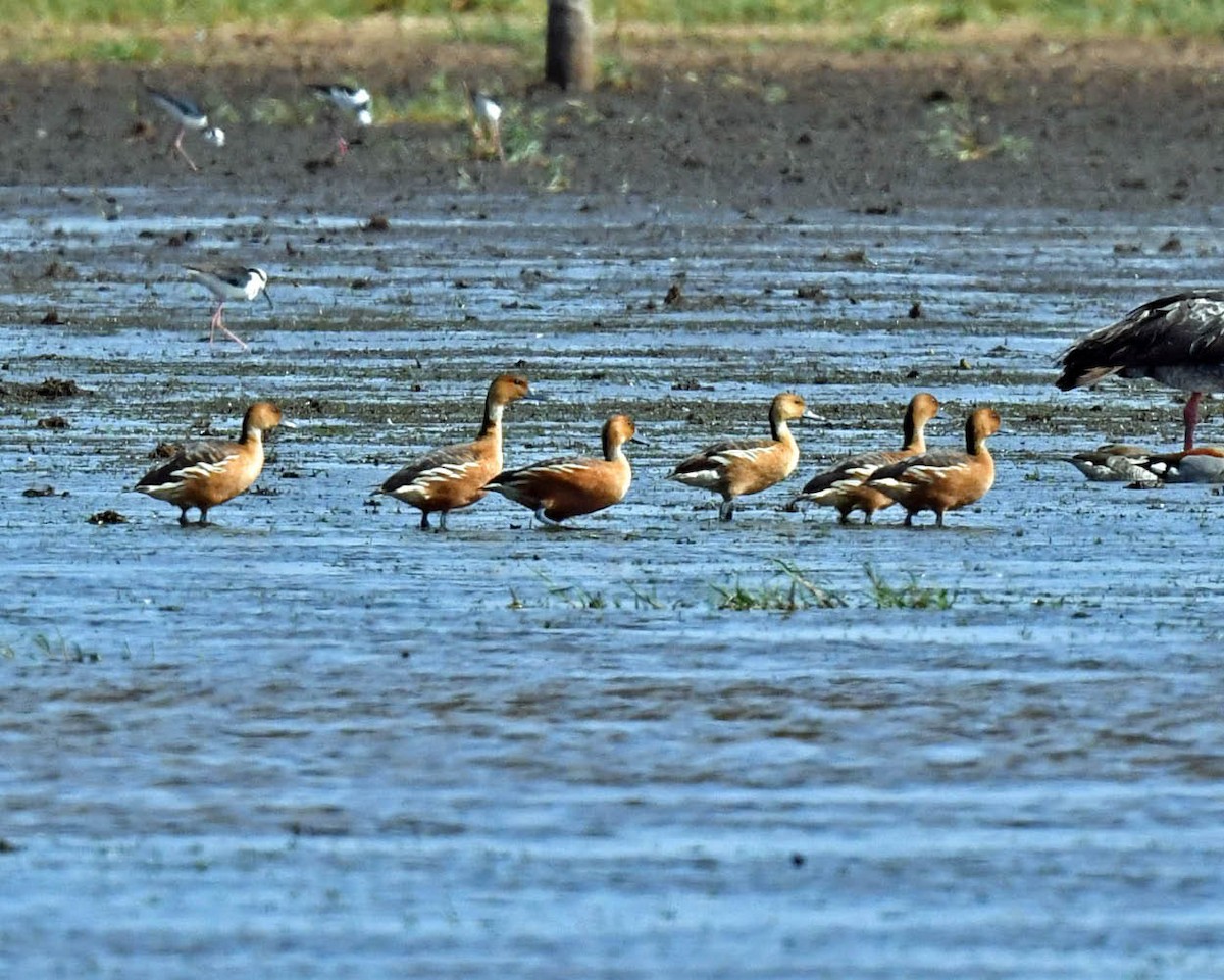 Fulvous Whistling-Duck - ML469770951