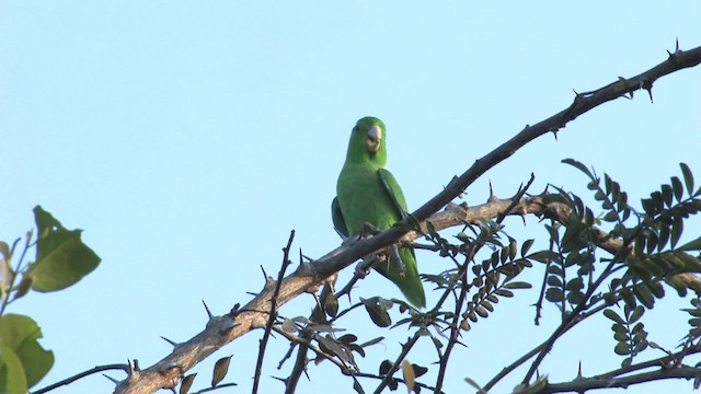 Yeşil Sokumlu Serçe Papağanı - ML469771