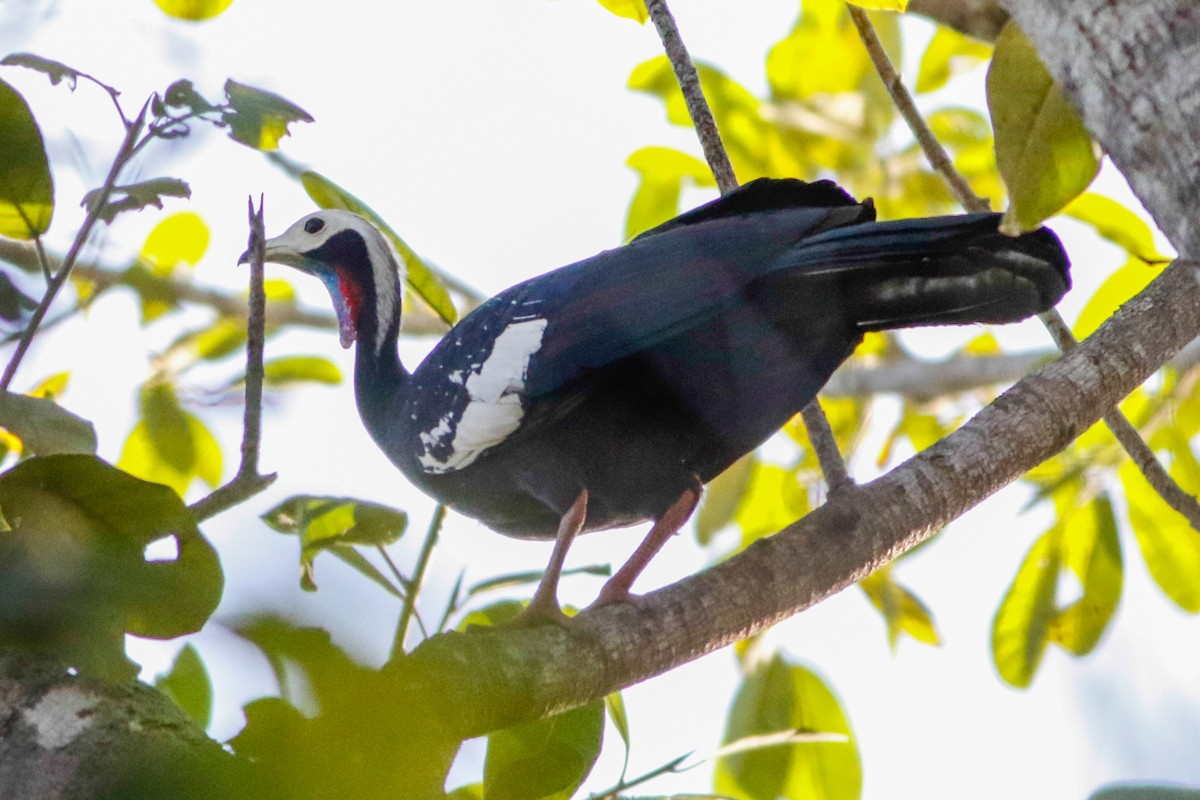 Red-throated Piping-Guan - ML469775081