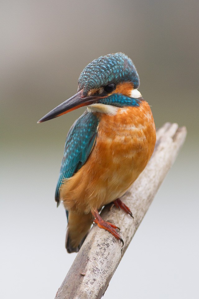 Common Kingfisher - Luis Rodrigues