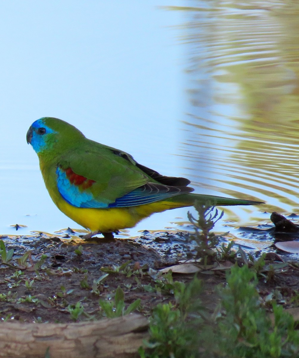 Turquoise Parrot - ML469776591