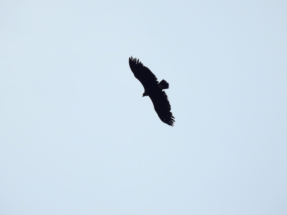 Cinereous Vulture - ML469776881