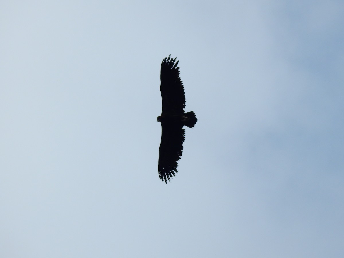 Cinereous Vulture - ML469776901