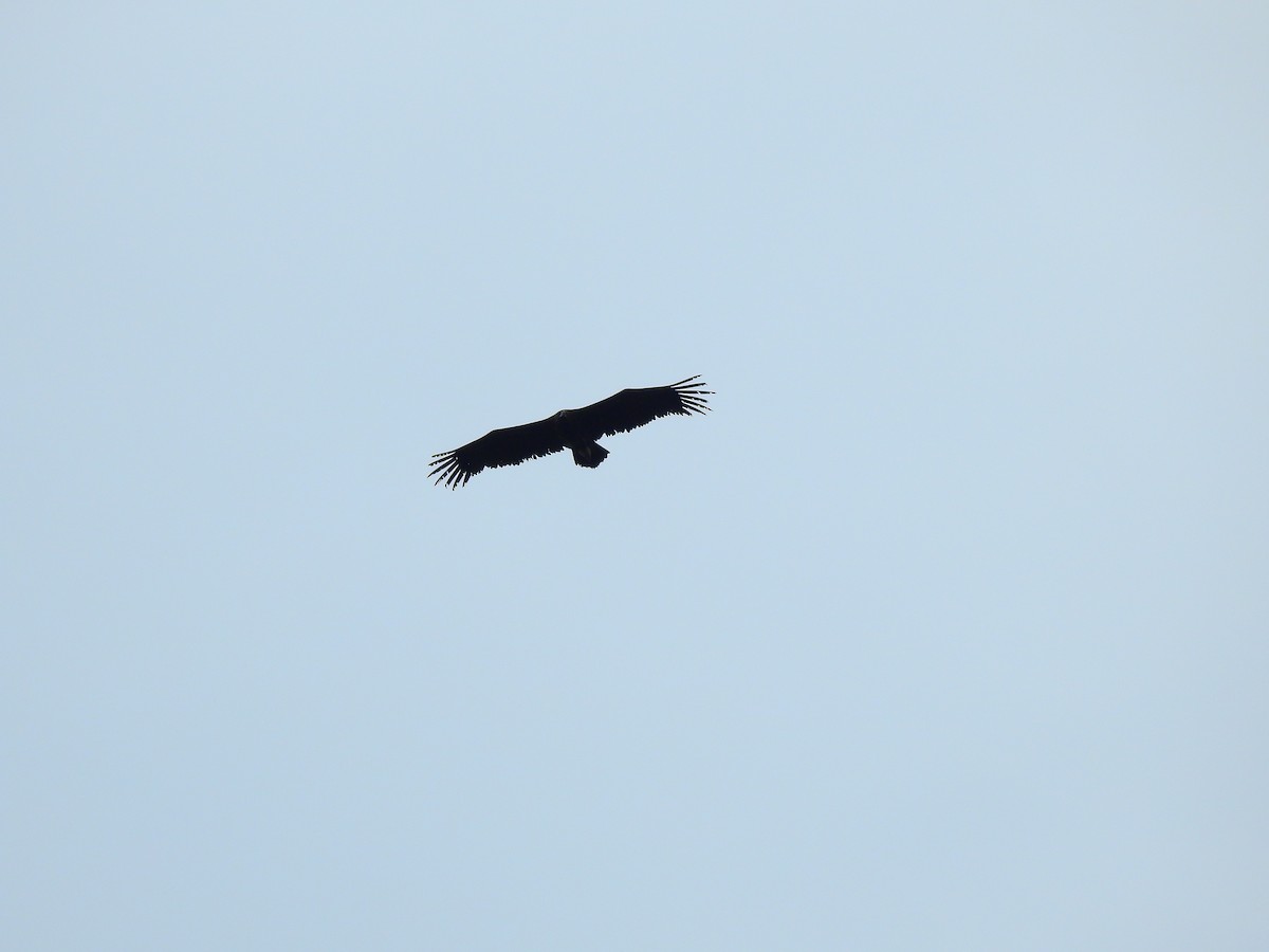 Cinereous Vulture - ML469776971