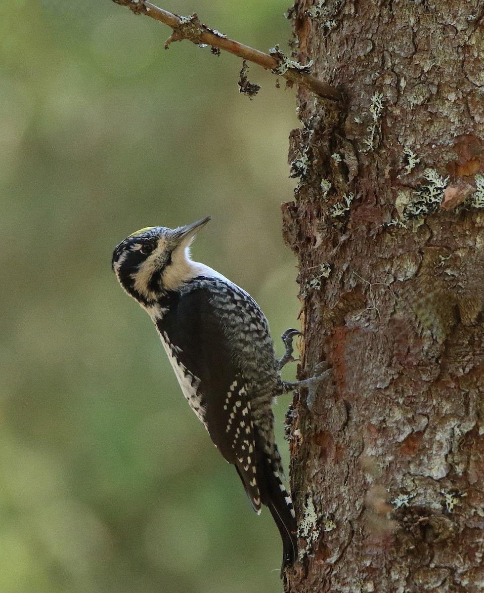 Eurasian Three-toed Woodpecker - ML469780501