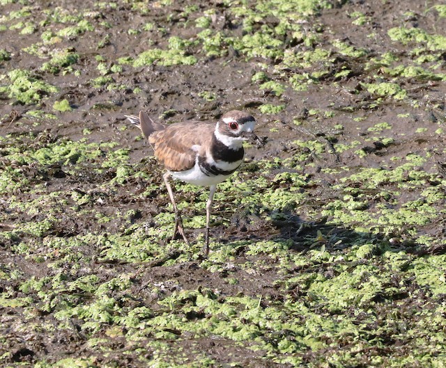 Killdeer - eBird