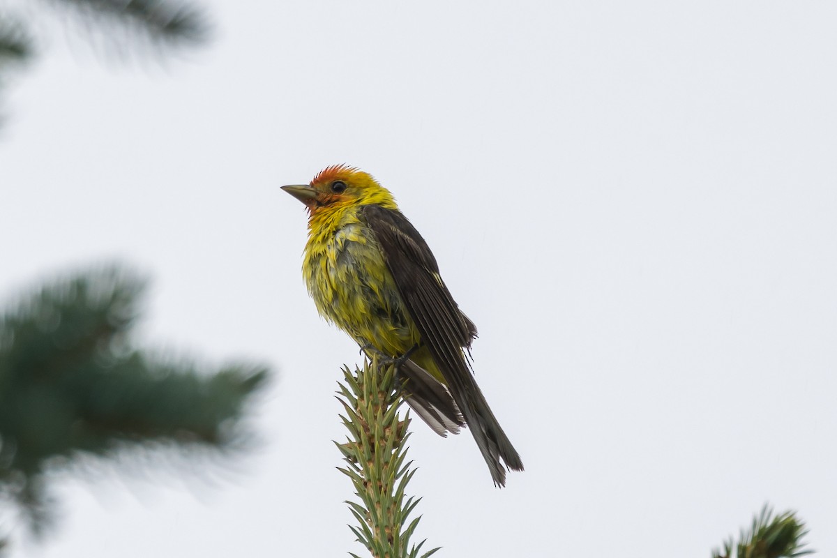Western Tanager - ML469785581