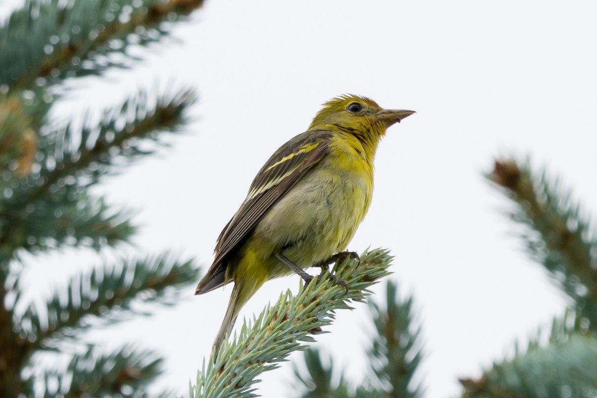Western Tanager - ML469785591