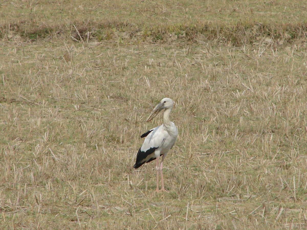 Asian Openbill - Anand Chaudhary