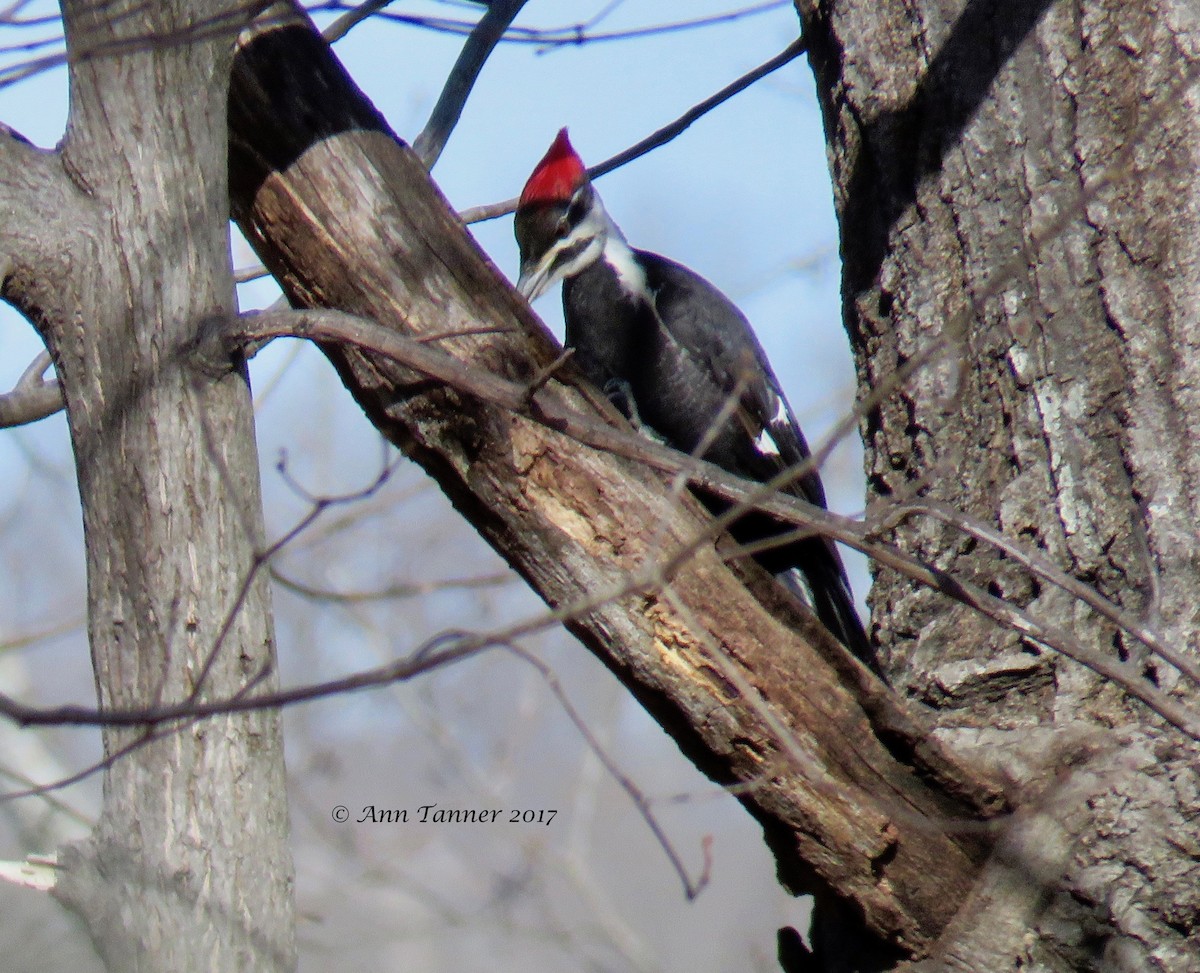 Pileated Woodpecker - ML46978701