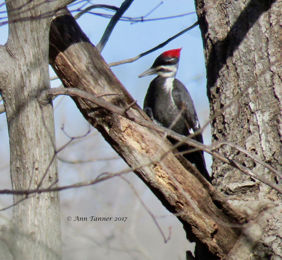 Pileated Woodpecker - ML46978711