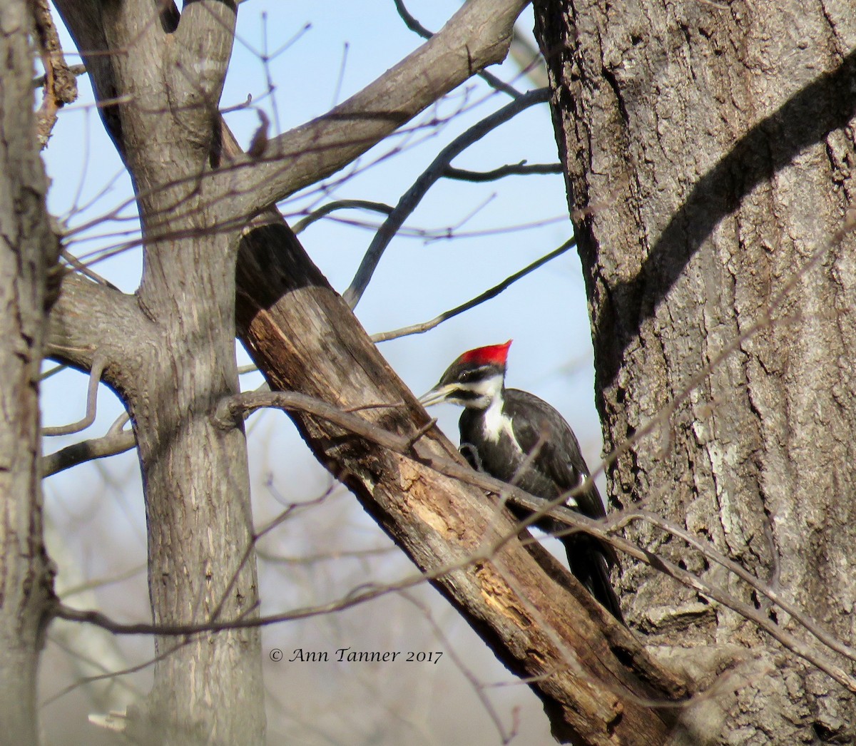 Pileated Woodpecker - ML46978721