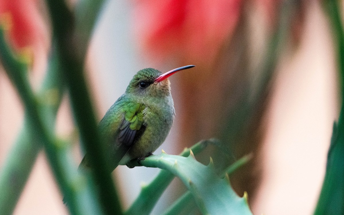 Gilded Hummingbird - Bettina Amorín