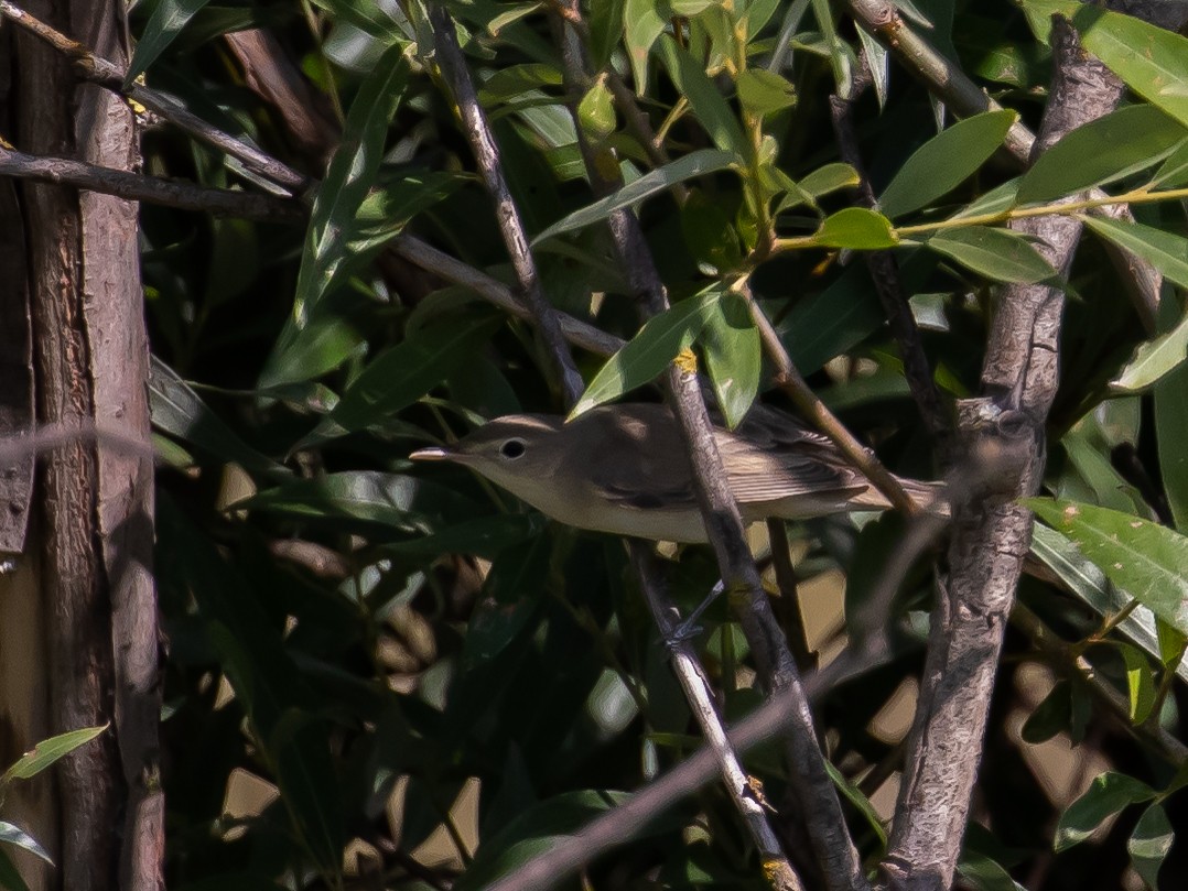 Eastern Olivaceous Warbler - ML469794091