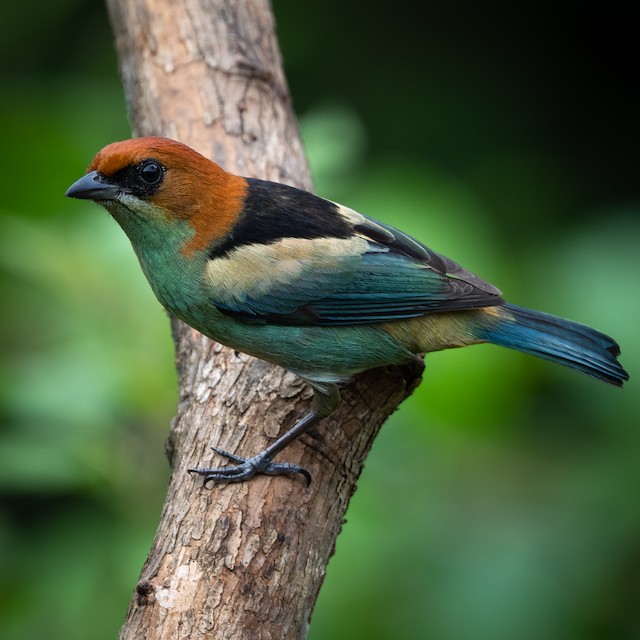 Black-backed Tanager - eBird