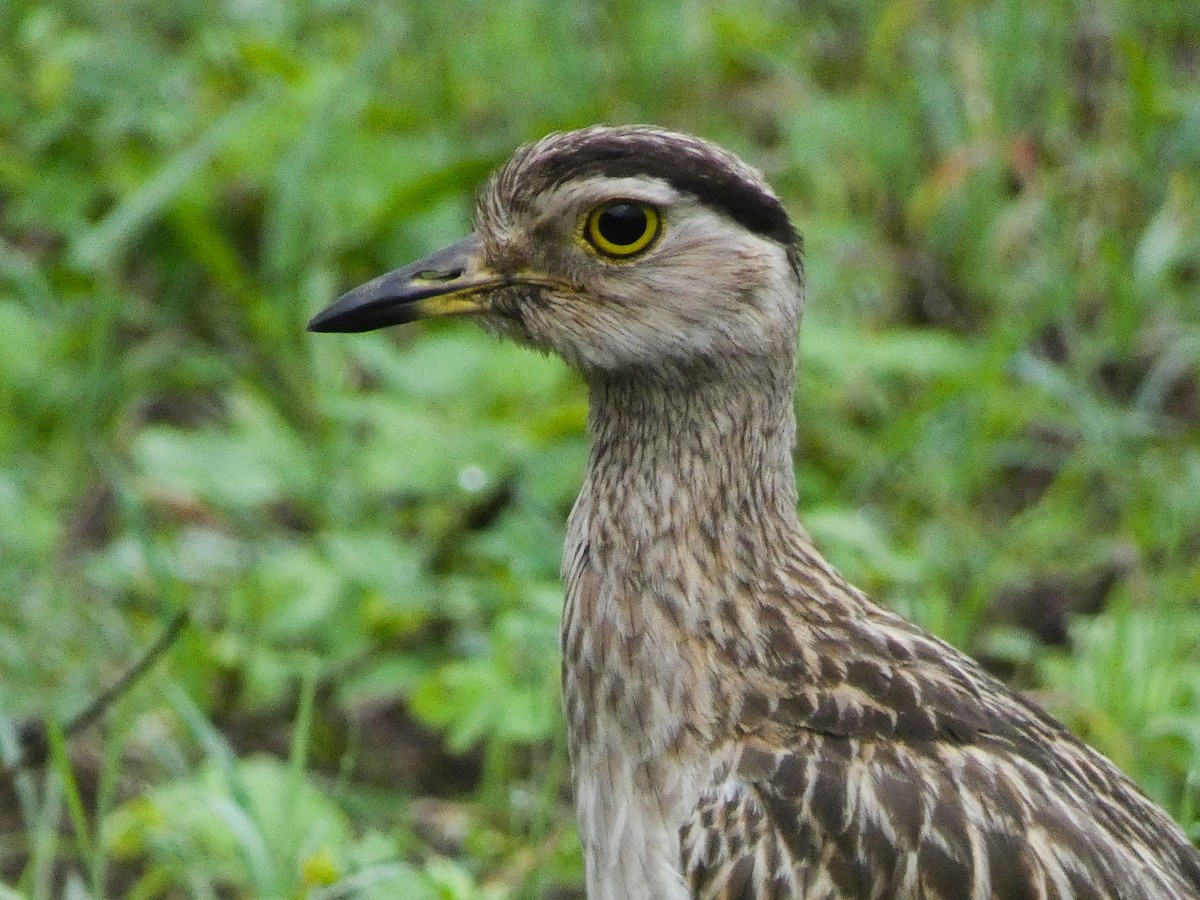 Double-striped Thick-knee - ML469804471