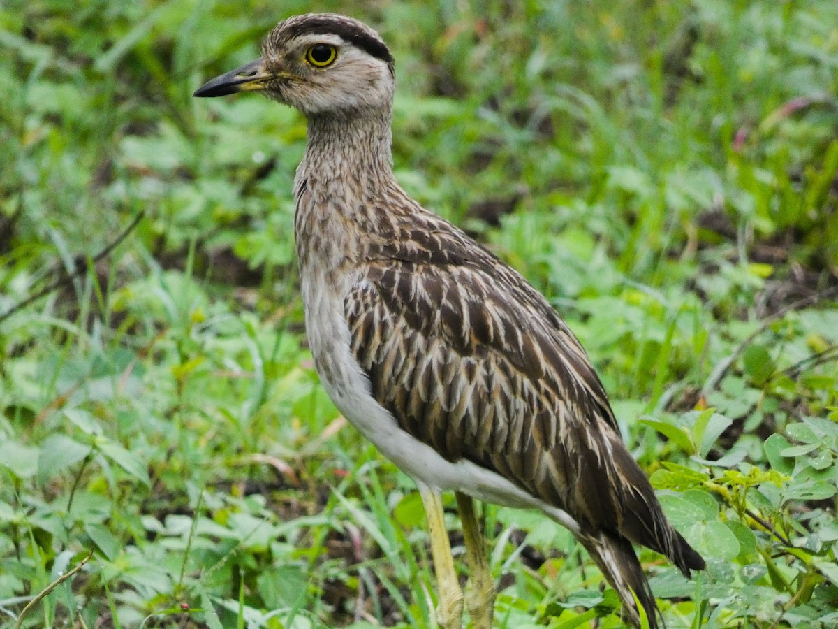 Double-striped Thick-knee - ML469804561
