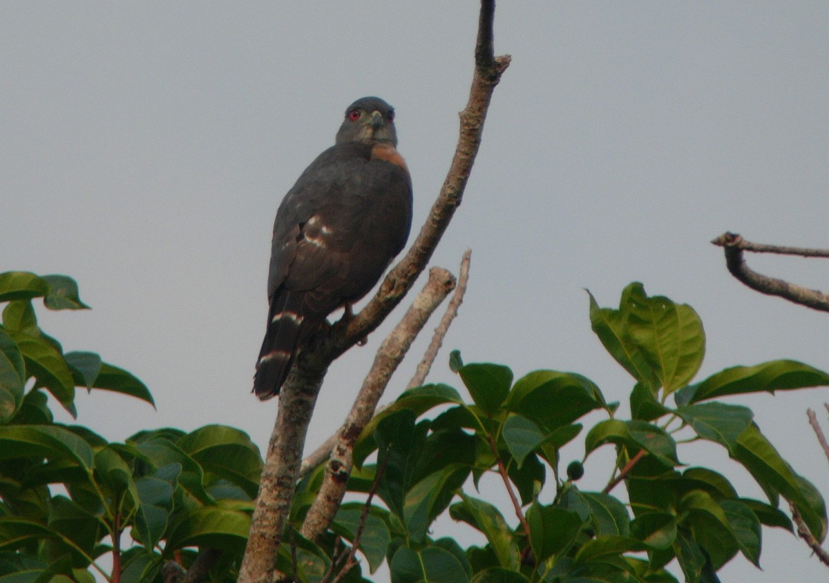 Double-toothed Kite - ML46981141