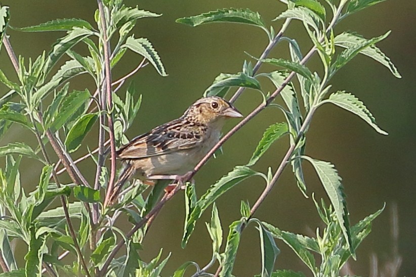 Grasshopper Sparrow - ML469812141