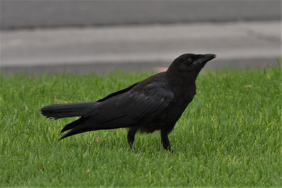 American Crow - ML469813651
